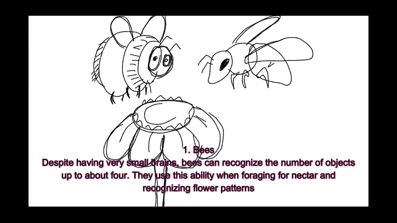 Animals That Can Do Math? 5 Smartest Counting Animals