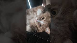 誘惑してくる猫やん❤ #猫 #可愛い猫 #cat