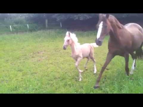 Steverheides Delizia, SF, Darubi Gold x Dein Freund. geb 2015 - - - 20150727 190224