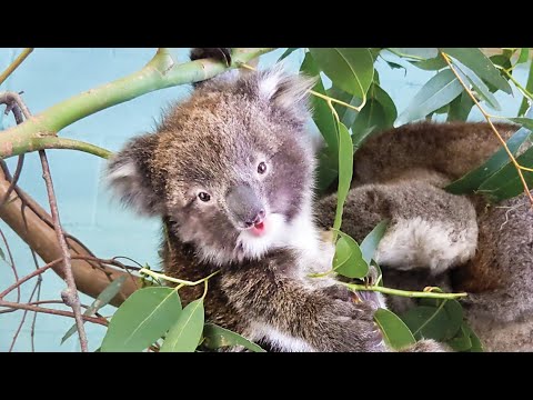 1st YouTube video about how can i volunteer to help the koalas