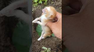 Download lagu BILA WAKTU TLAH BERAKHIR VERSI KUCING KECIL #shorts mp3
