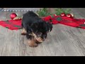Morkie dogs for sale: Bailey - Video 1