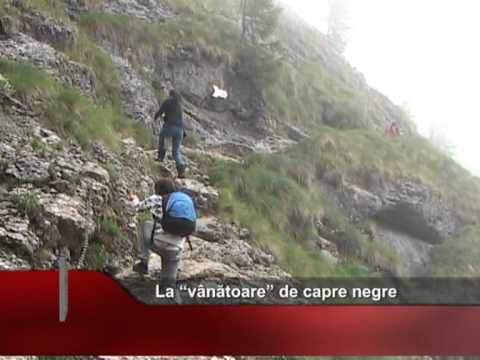 La “vânătoare” de capre negre