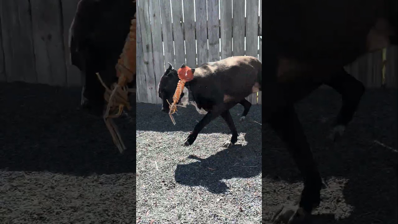 Enlarge Luna, a Adoptable mixed breed in Quakertown, PA video 6/6