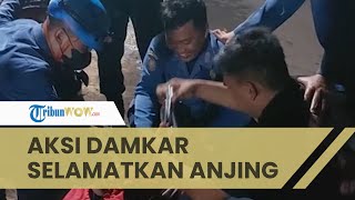 Aksi Pemadam Kebakaran di Semarang Selamatkan Anjing yang Tercebur Sumur dengan Kedalaman 10 Meter