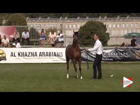 N.68 R’ADJAH DE CARTHERY - Chantilly 2015 ABCE - Colts 1 year old (Class 6B)