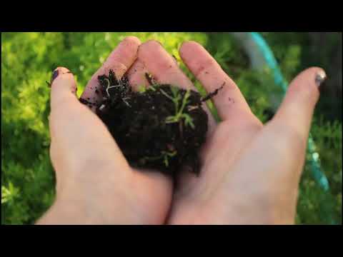 UFJF/SEMIC 2024 - "MICROBIOTA DO SOLO SOB RESTAURAÇÃO FLORESTAL NA MATA ATLÂNTICA MINEIRA"