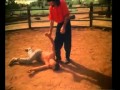 Kickboxer 4