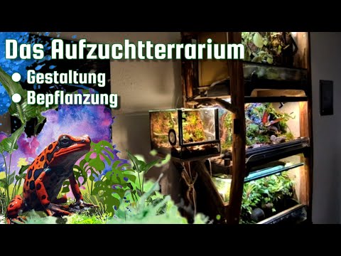 Das Aufzuchtterrarium - Schritt für Schritt / Gestaltung & Bepflanzung