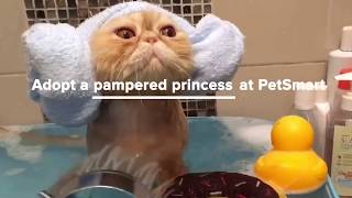 Adopt a Pampered Princess