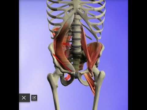 Muscle weakness & LBP