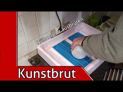 Künstliche Brut bei Hühnern | Meine Tipps und Erfahrungswerte (Kunstbrut 2025/2)