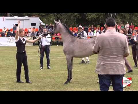 N.120 AJ BESAN - Bruges 2015 International - Yearling Fillies (Class 101B)