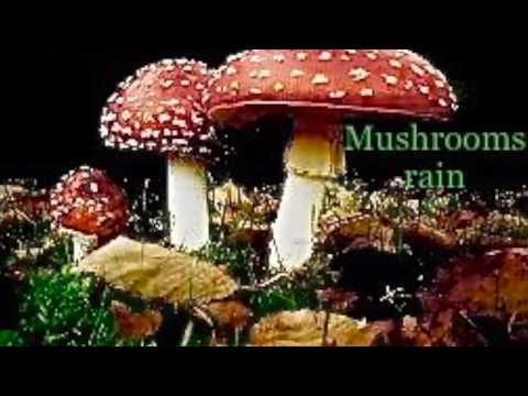 mushrooms rain by maury tripp