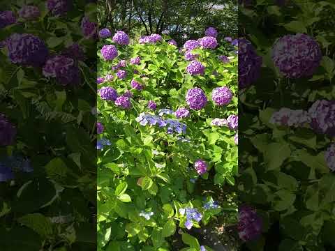 アジサイの開花を促進するのに最適なマルチは何ですか?  庭園