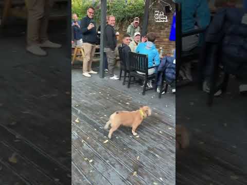La foule acclame le bouledogue qui joue avec un ballon.