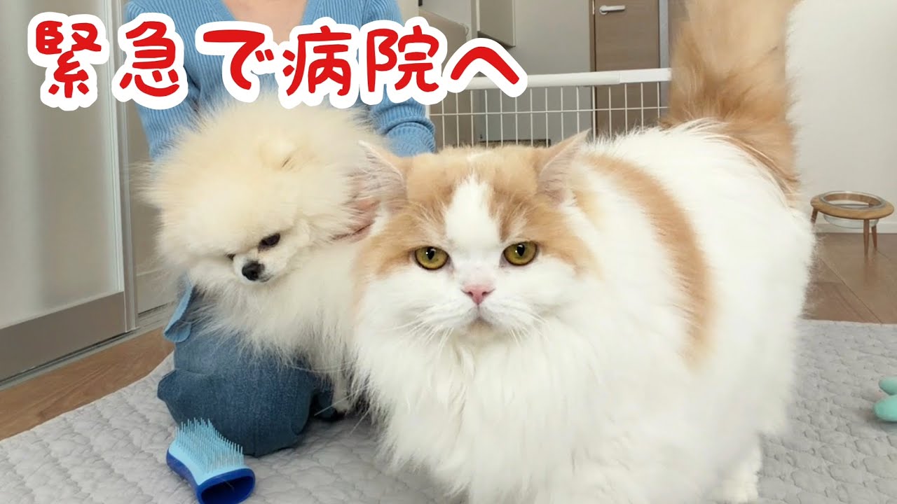 かわいいお顔が大変なことになり、急きょ病院へ行ってきました...