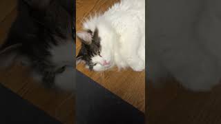 クーラーの下に居座る猫【ノル猫ミロシー】 #shorts