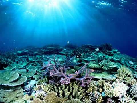 Descarca Imagini De Fundal Mare Underwater World Corali Imagini De Fundal Gratuite Pentru Rezoluia Desktop 1920x1080 Imagine 265547