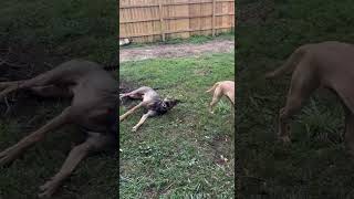 Video preview image #1 German Shepherd Dog-Unknown Mix Puppy For Sale in Germantown, OH, USA