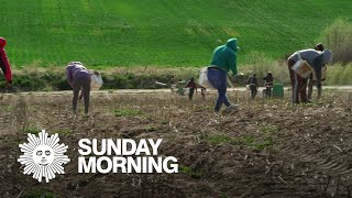 Down on the farm: A shortage of agricultural labor