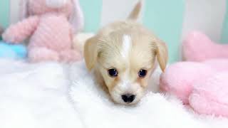 ハーフ犬の動画01
