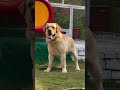 Labrador Puppy Dogshorts Labradorretriever Dengerous Dengerous Dakubhai Halloweenmusic Dog