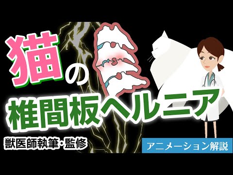 猫のヘルニア - 種類、症状、治療法