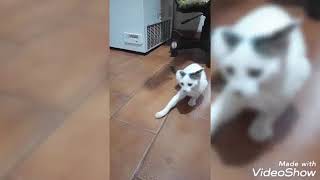 brincando Com os bichinhos