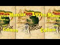 Culture - Marcus Lyrics song |Lyrics