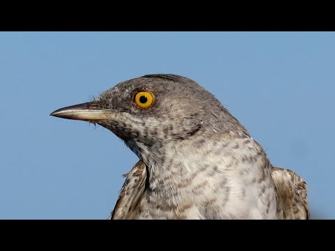 Penica jarabá — spev v teréne