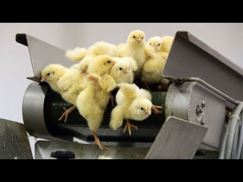 Nosso pão de cada dia