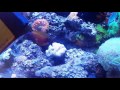 Two Spot Tang Displaying Colors