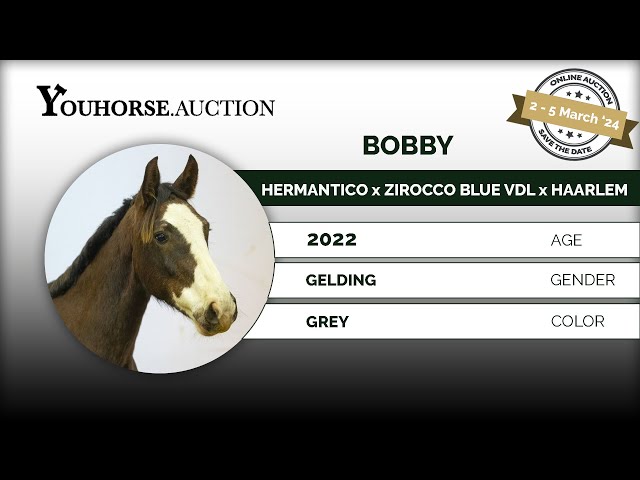 Bobby  IN THE YOUHORSE.AUCTION LOOSE JUMPING 2 - 5 MARCH 2024