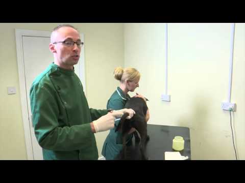 Pet Care Tips- How to empty your dog's anal glands