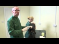 Pet Care Tips How To Empty Your Dog S Anal Glands
