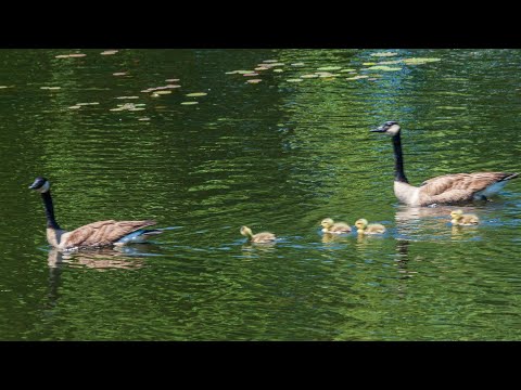 Around Edgemere in May