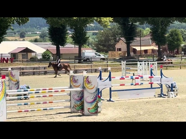 Yegua Silla Francés En venta 2019 Alazán por UNTOUCHABLE