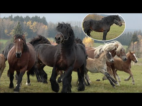 200 koni Zimnokrwistych i Sztumów w Dolinie Gór Stołowych