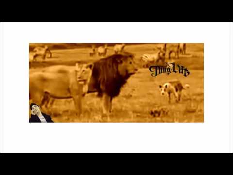 Thug Dog fights with lions to save his life