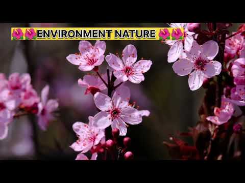 🌸🌸 amazing prunus flower video 🌸🌸 nature environment 🌺🌺 #prunus #nature #flowers #viral