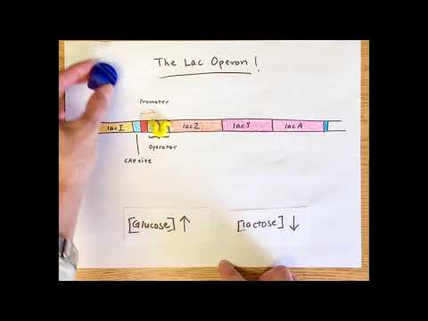 Lac Operon Regulation
