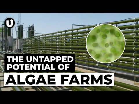 Algae: The Ultimate Circular Crop?