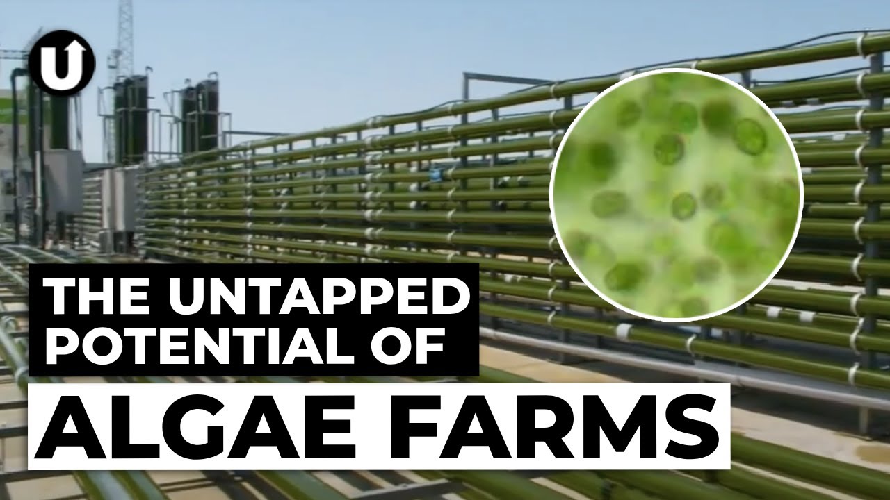 Algae: The Ultimate Circular Crop?