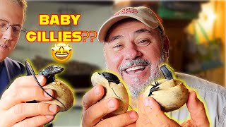 Hatching Baby Black Dragons🤯🤩