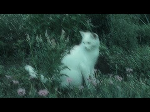 Ufo361 ft. Henning May - 𝟕 𝑳𝒆𝒆𝒓𝒆 𝒁𝒊𝒎𝒎𝒆𝒓 [𝑆𝑙𝑜𝑤𝑒𝑑 𝑅𝑒𝑣𝑒𝑟𝑏]