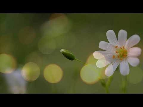 Instrumental Music and Khong Loi Nhac