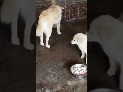 Mama Flora & Welpe Naima (1) - New Home for Strays e. V.