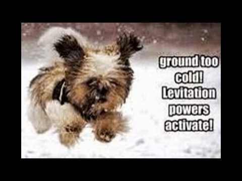 cute animals slideshow!