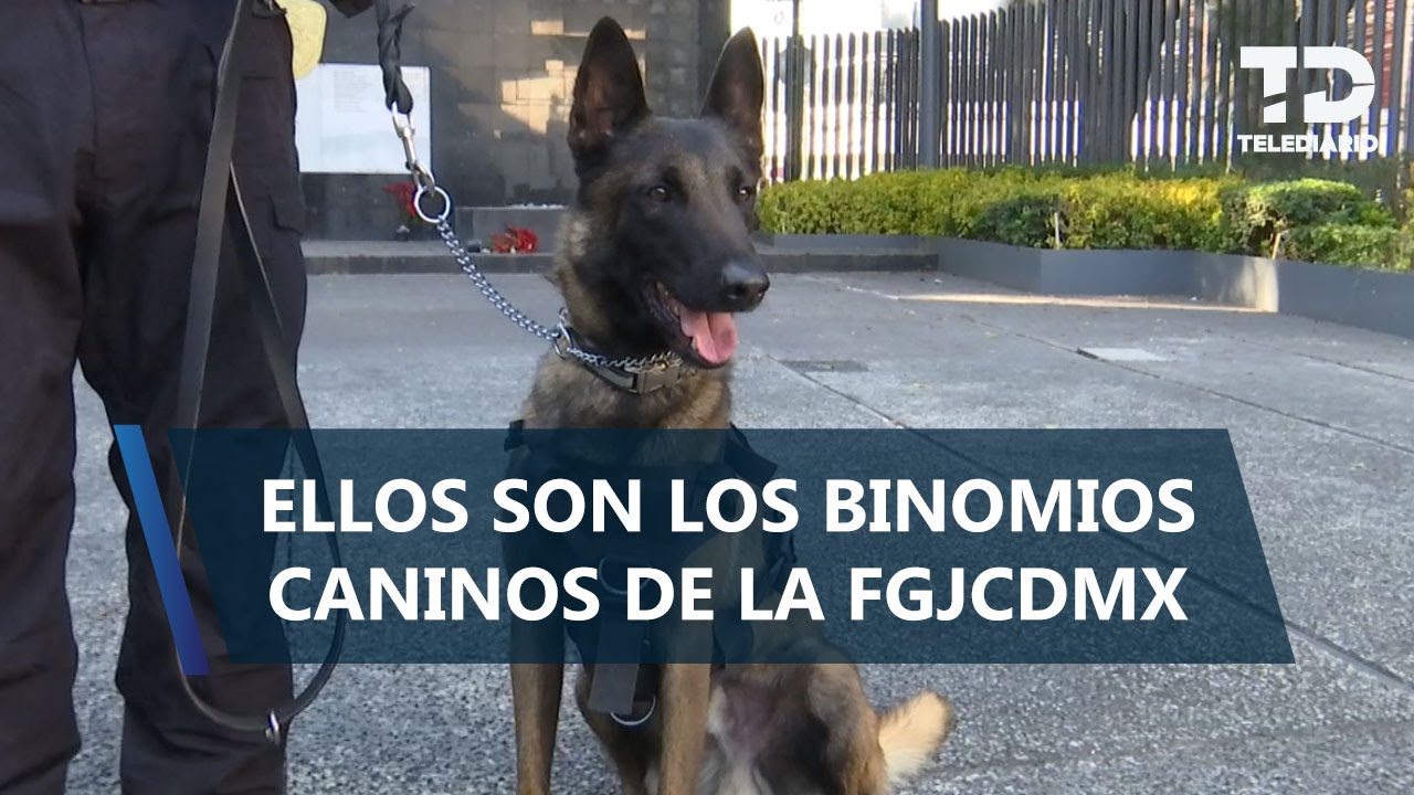 Detectan drogas, explosivos y restos humanos:los caninos de élite de la Fiscalía capitalina